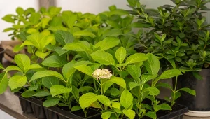 Zastosuj naturalny hormon wzrostu do hortensji. Każda sadzonka się przyjmie