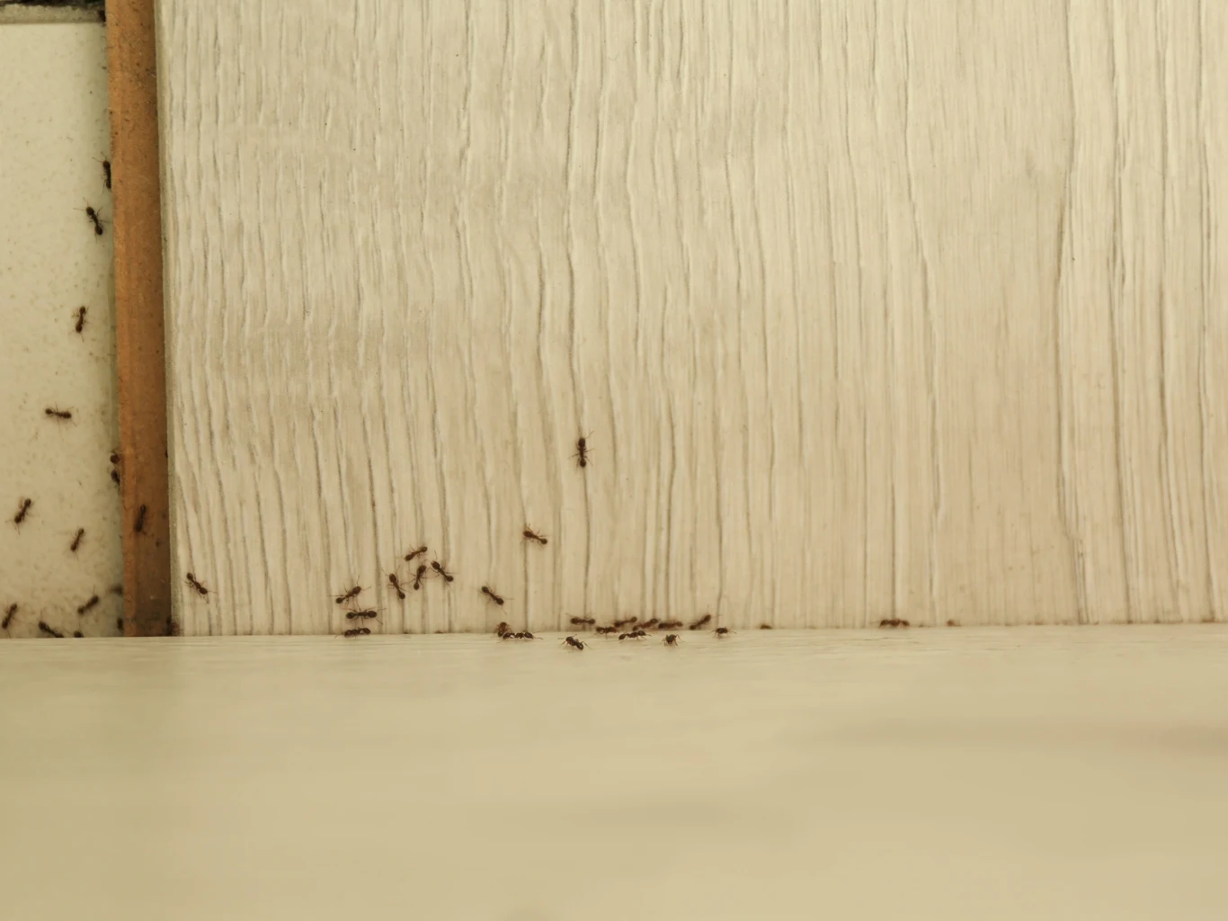 Kilkanaście mrówek przemieszczających się wzdłuż styku jasnej ściany z podłogą.