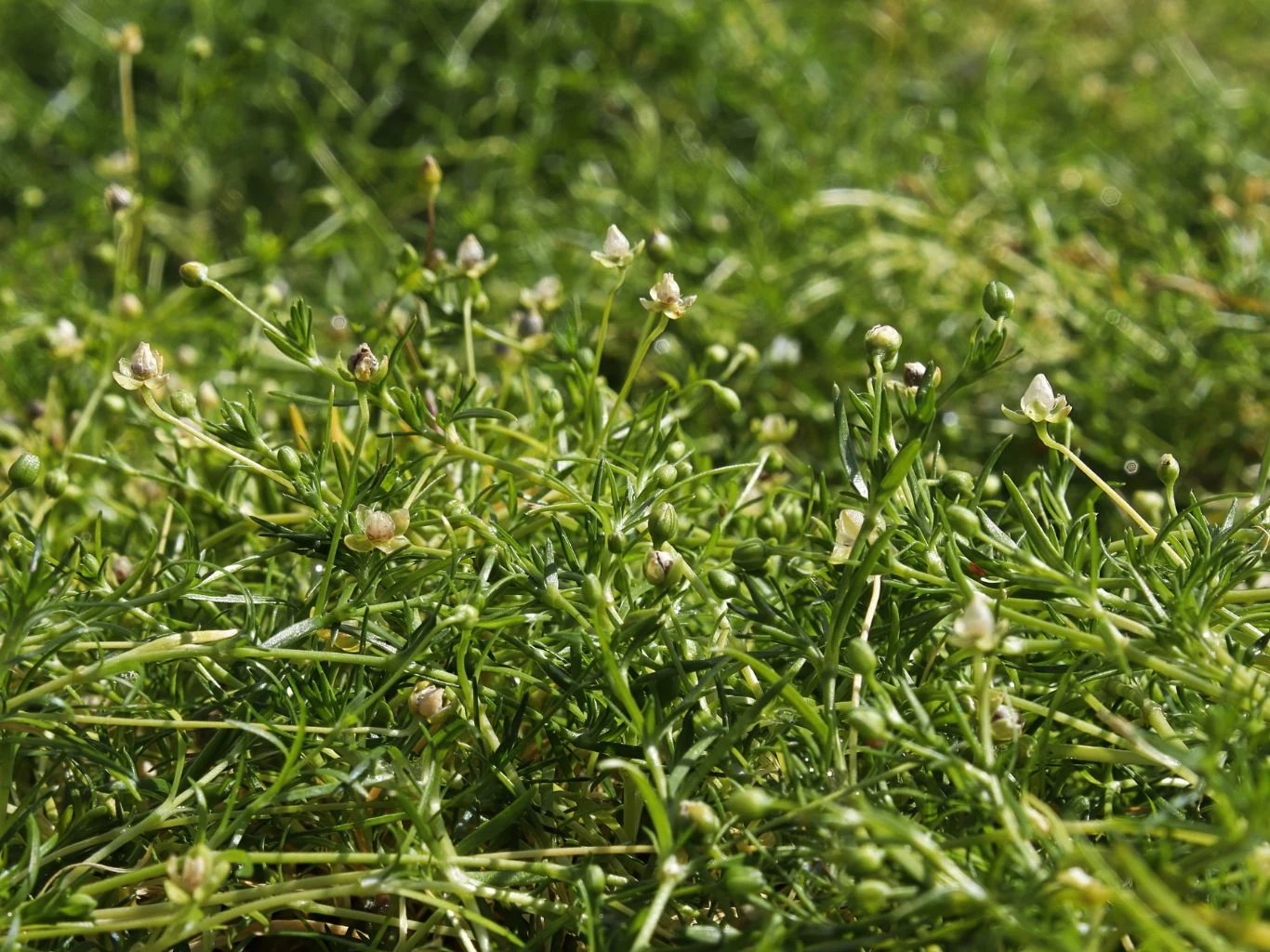 Mech irlandzki nie wymaga koszenia, choć można przycinać roślinę ze względów estetycznych. gęsta roślinność z drobnymi, białymi kwiatami i cienkimi, zielonymi łodygami w skupisku