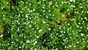 Posadź zamiast trawy. Nie trzeba kosić, latem kwitnie i pachnie miodem