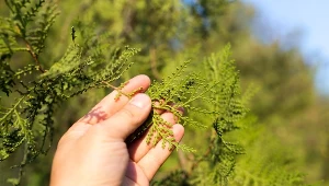 Błąd, który kosztuje tuje mnóstwo wysiłku. Nigdy im tego nie funduj