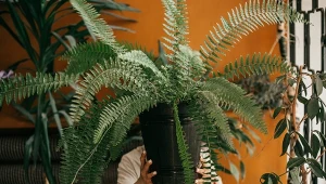 Te rośliny wspierają zdrowie i spokój. Sprawdź, które wybrać