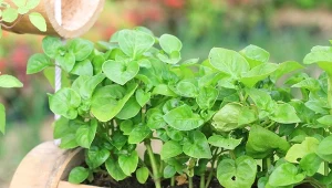 Nie bez powodu rukiew wodna nazywana jest najzdrowszym warzywem świata. 