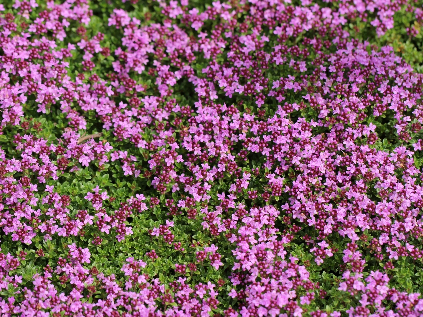 Macierzanka piaskowa to ciekawa, pięknie pachnąca alternatywa dla tradycyjnego trawnika. Gęste kępy kwitnącej macierzanki pisakowej o drobnych, różowych kwiatach jako alternatywa dla tradycyjnego trawnika.