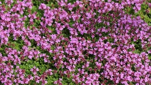 Ślicznie pachnie i mało wymaga. Kwietny "trawnik" jest odporny na deptanie