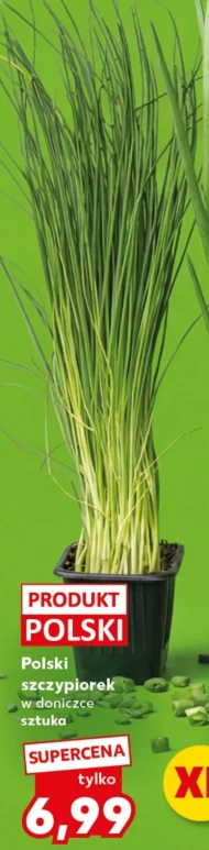 Szczypiorek w doniczce Polski