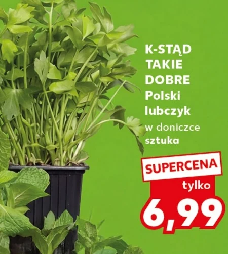 Любисток K-Stąd Takie Dobre