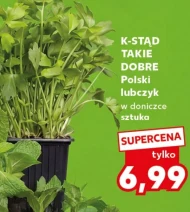 Lubczyk K-Stąd Takie Dobre