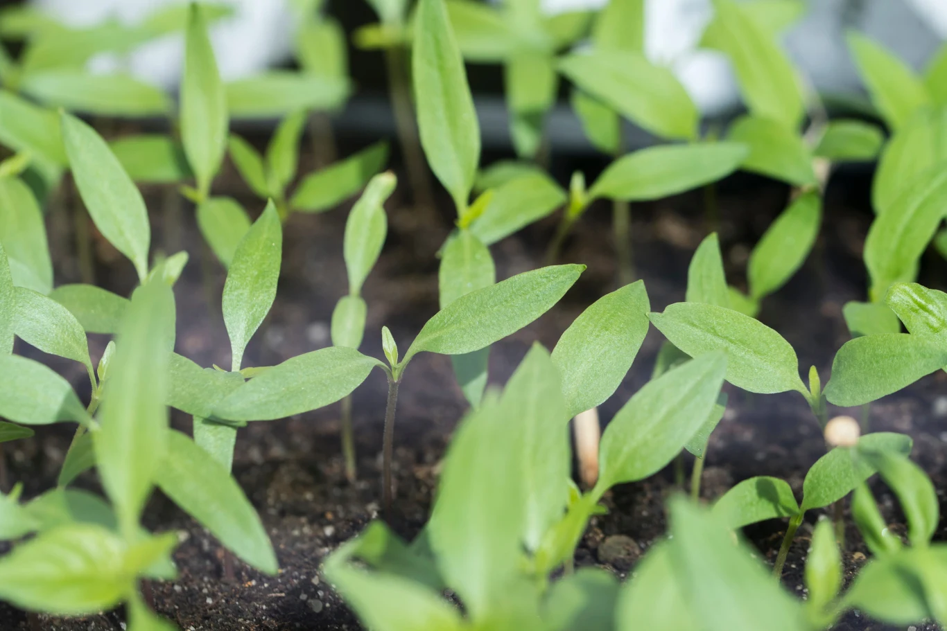 Zadbaj o sadzonki papryki, gdy rosną jeszcze na parapecie. Młode zielone sadzonki papryki rosną gęsto na ciemnym podłożu na parapecie, liście skierowane do góry.