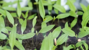 Zadbaj o sadzonki papryki, gdy rosną jeszcze na parapecie. 