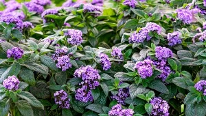 Sadź wszędzie, gdzie się da. Obezwładnia zapachem wanilii