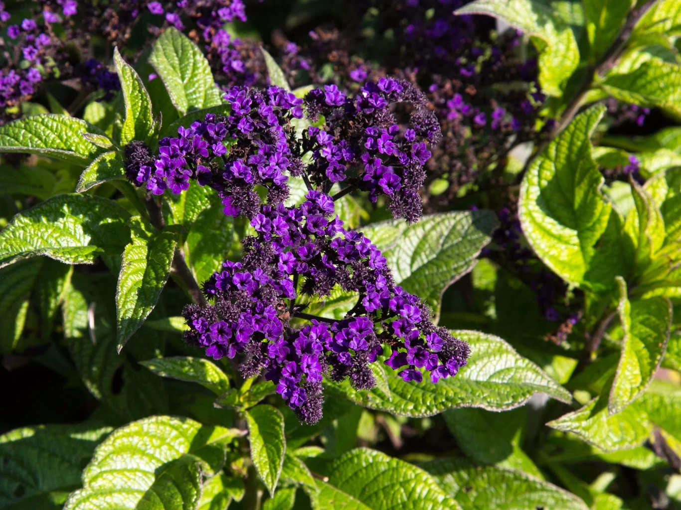 Intensywnie fioletowe kwiaty heliotropu otoczone jasnozielonymi, lekko pomarszczonymi liśćmi, wyraźnie kontrastującymi ze sobą dzięki światłu słonecznemu.