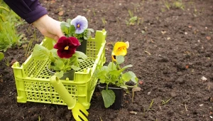 Posadź te kwiaty w kwietniu. Już w maju zapełnią rabatem kolorami