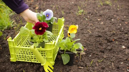 Posadź te kwiaty w kwietniu. Już w maju zapełnią rabatem kolorami
