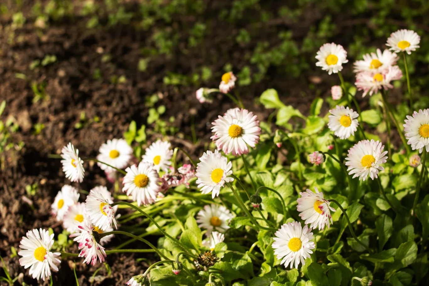 Grupa stokrotek rosnących na zielonych liściach przy skraju wilgotnej, ciemnej ziemi, oświetlona promieniami słońca.
