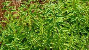 Roślina, która pachnie jak cytryna. Napar z jej liści uspokoi nerwy