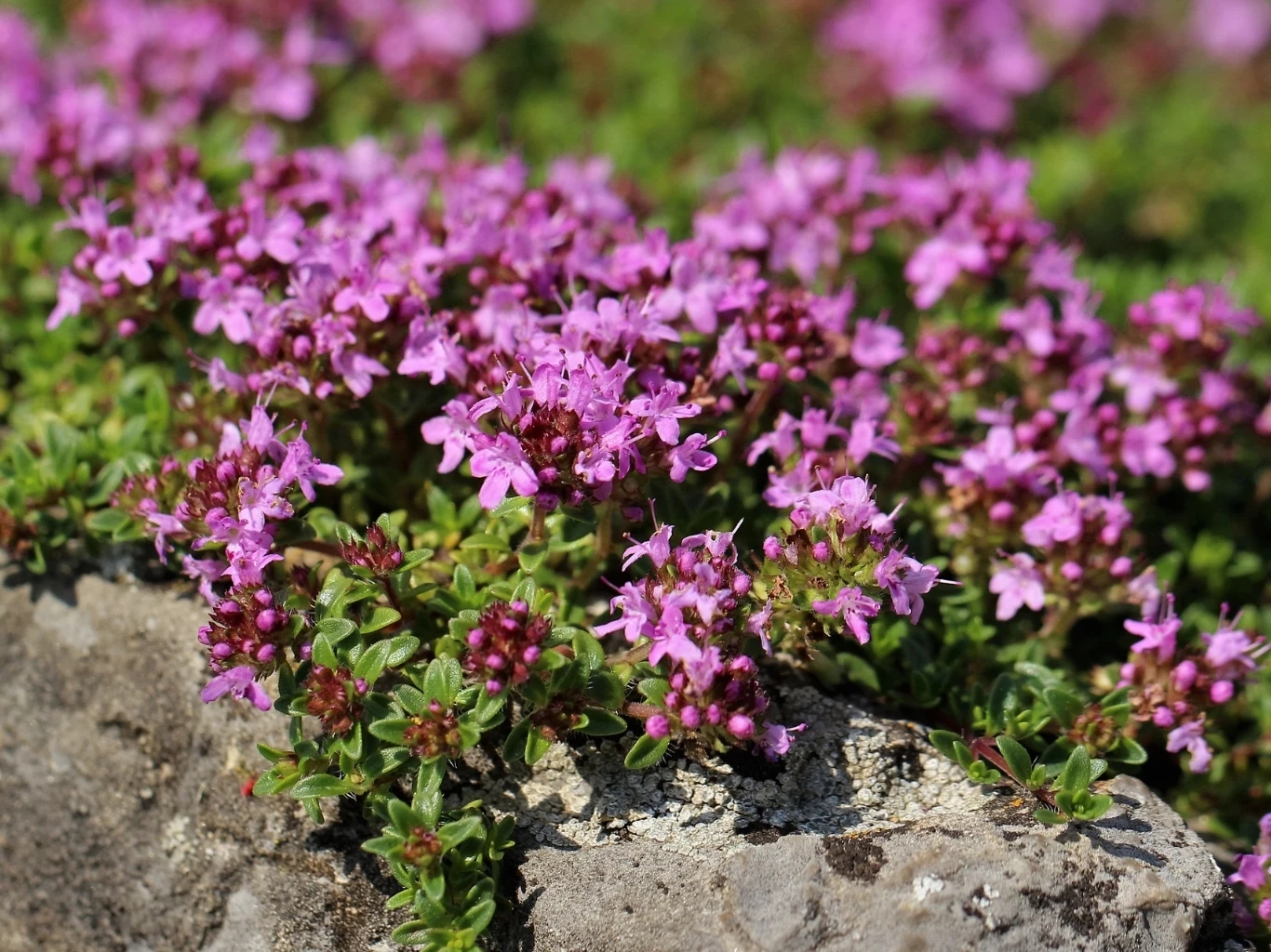 Macierzanka piaskowa może także znaleźć zastosowanie na rabatach bylinowych lub skalnych. Kwiaty macierzanki piaskowej w intensywnym różowym kolorze, rosnące na skalniaku.