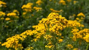 Stawiaj na takie trio w ogrodzie. Kleszcze będą wiedzieć, że są nieproszone