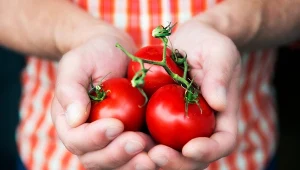 Wiosną pomidory w tunelach mogą wymagać dogrzewania. Możesz wykorzystać do tego kilka tanich rozwiązań