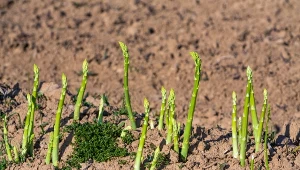 Najlepszy sposób na sadzenie szparagów. Będą jędrne i smaczne