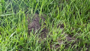 Genialny trik na mrówki w ogrodzie bez grama chemii. Znikają w jedną noc