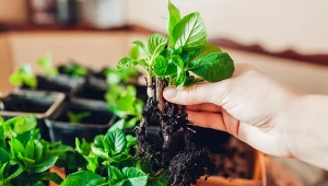 Ogrodnicy nazywają ją naturalną aspiryną dla roślin. Korzenie rosną w mig