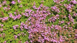 Gęsty, fioletowy kobierzec zamiast trawnika. Pachnie bosko, można deptać