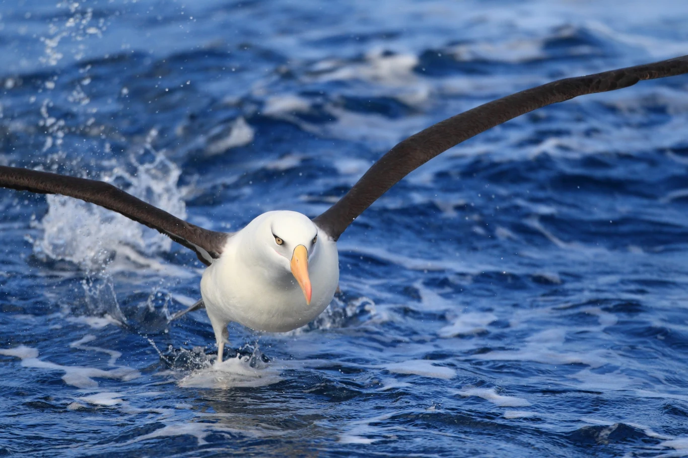 Albatrosy przechowują w ciele sporo niebezpiecznej rtęci Albatros z rozpostartymi skrzydłami unosi się tuż nad powierzchnią wzburzonego morza, muskając wodę końcówkami skrzydeł i sprawiając wrażenie dynamicznego ruchu.