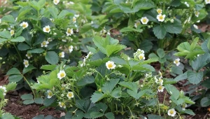 W kwietniu wlewaj pod truskawki. Będą słodkie i piękne jak z obrazka