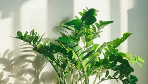 4 łyżki i woda. Nowe liście zamiokulkasa wyskoczą z doniczki