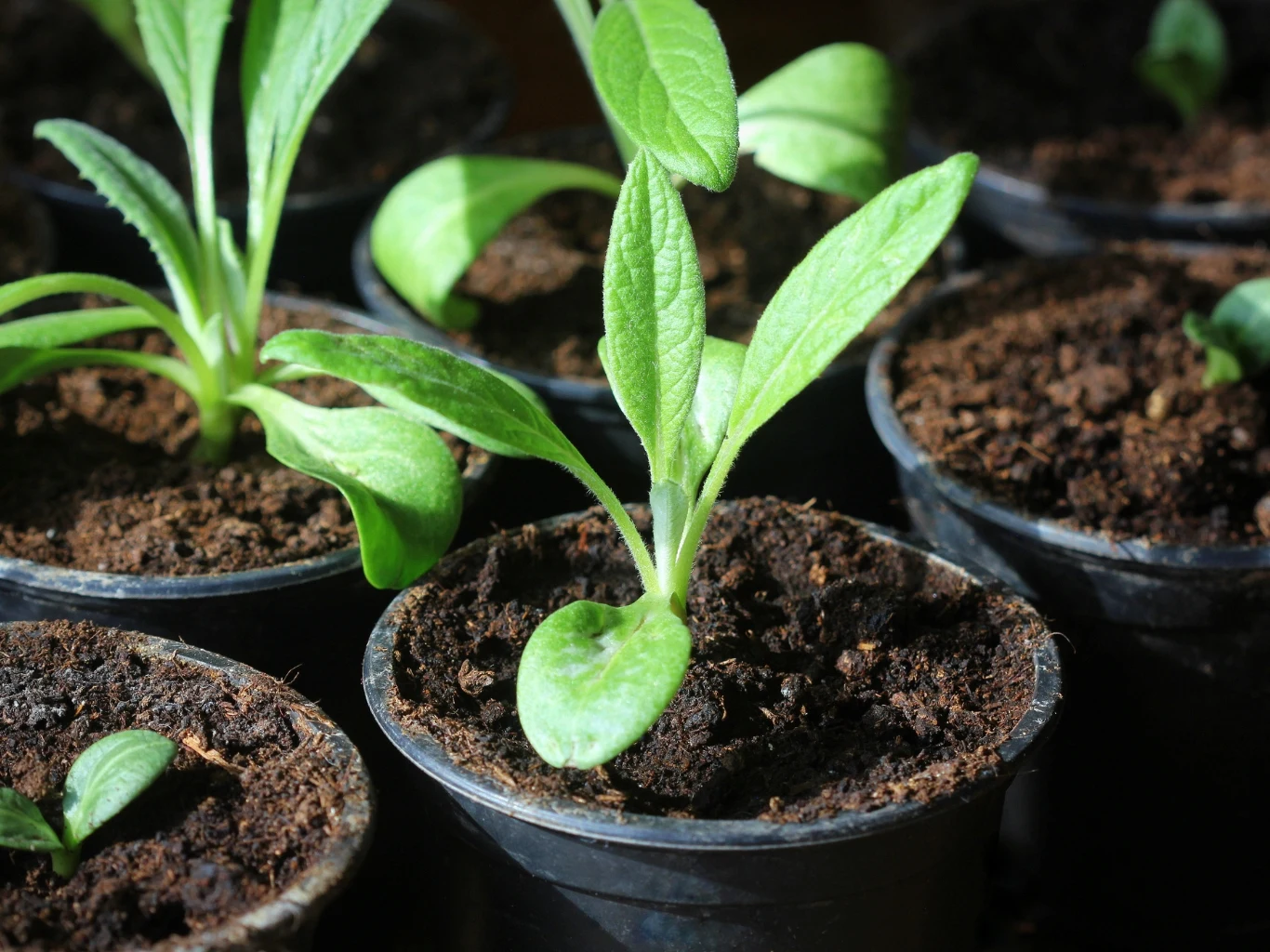 Karczochy ze względu na długi okres wegetacyjny i wymagania temperaturowe hoduje się z rozsady. Młode sadzonki karczochów z jasnozielonymi liśćmi w plastikowych doniczkach na wilgotnej ziemi.