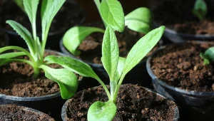 Karczochy ze względu na długi okres wegetacyjny i wymagania temperaturowe hoduje się z rozsady.