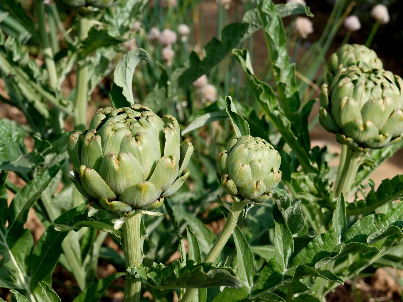 Ponadto karczochy są roślinami wieloletnimi. Najobficiej kwitną w drugim i kolejnych latach po posadzeniu. karczochy z dużymi, zielonymi pąkami otoczone wydłużonymi, ząbkowanymi liśćmi w ogrodowej uprawie