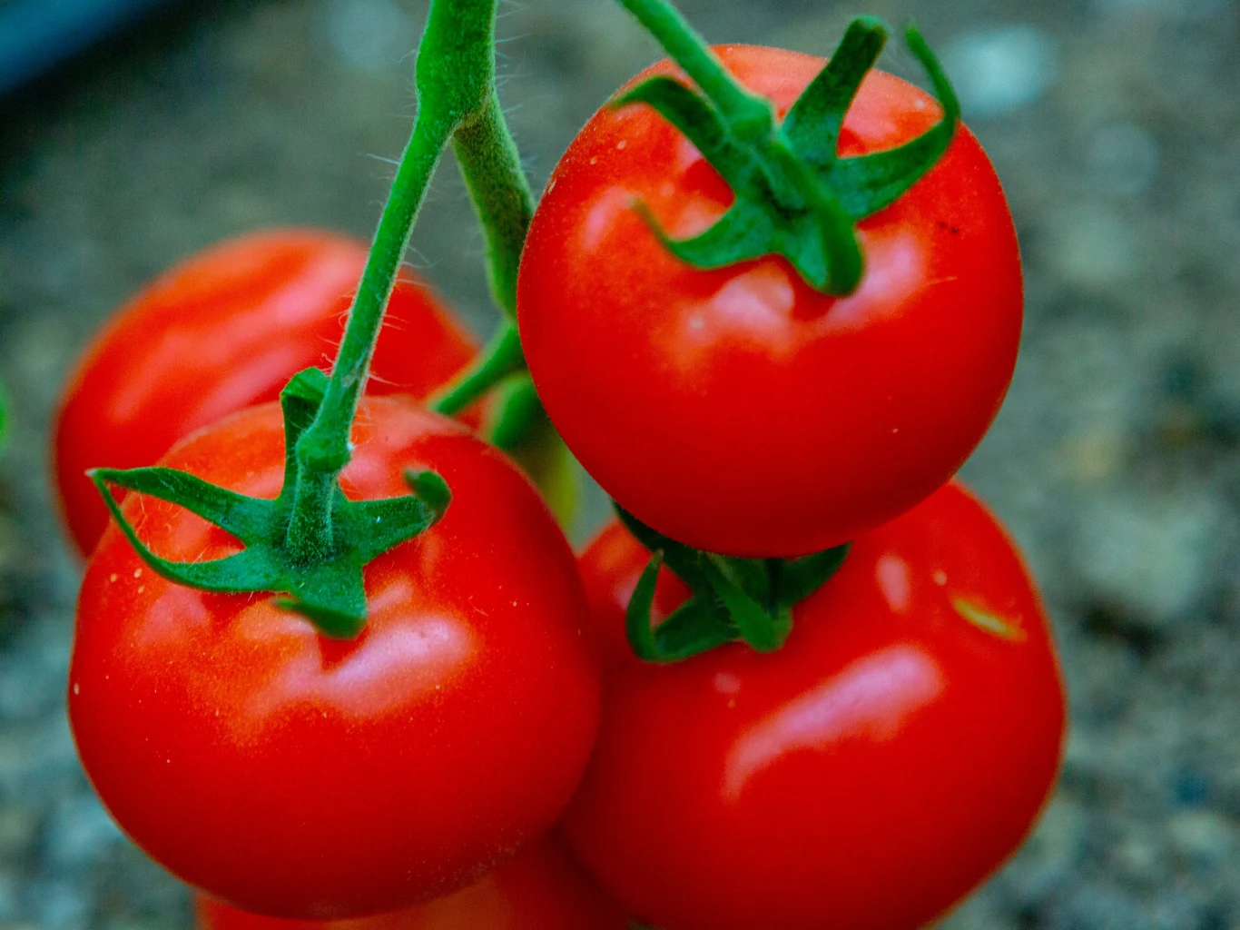 Czym opryskiwać pomidory, aby chronić je przed chorobami? Jodyna i drożdże mogą pomóc zwiększyć ich odporność Czym opryskiwać pomidory, aby chronić je przed chorobami? Drożdże i jodyna mogą się przydać.