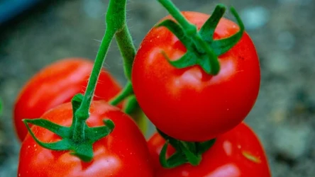 Czym opryskiwać pomidory, aby chronić je przed chorobami? Jodyna i drożdże mogą pomóc zwiększyć ich odporność