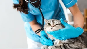 Opieka nad kotami i innymi zwierzętami domowymi to powód do urlopu