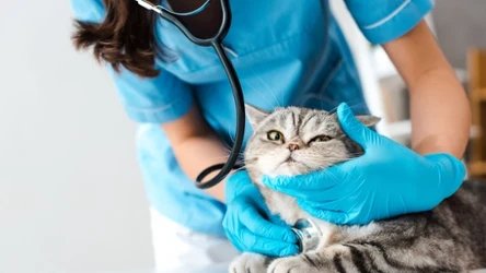 Opieka nad kotami i innymi zwierzętami domowymi to powód do urlopu