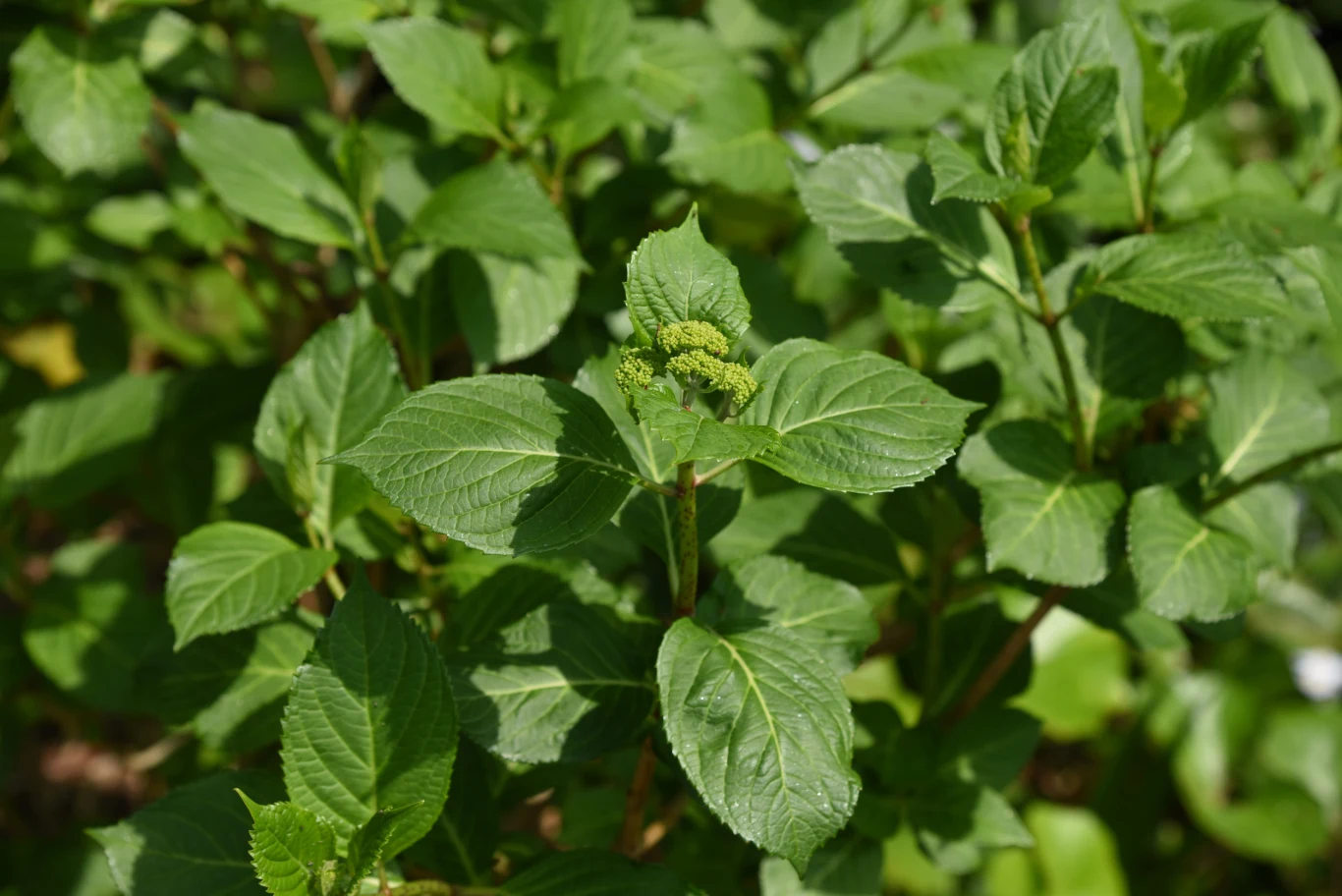 Hortensjom dobrze zrobi również ściółkowanie korą drzew iglastych. gęste zielone liście z wyraźnymi żyłkami skupione wokół młodych, jasnozielonych pąków kwiatowych pośrodku rośliny