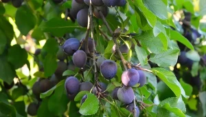 W kwietniu pamiętaj o śliwie. Gałęzie obsypią się słodziutkimi owocami