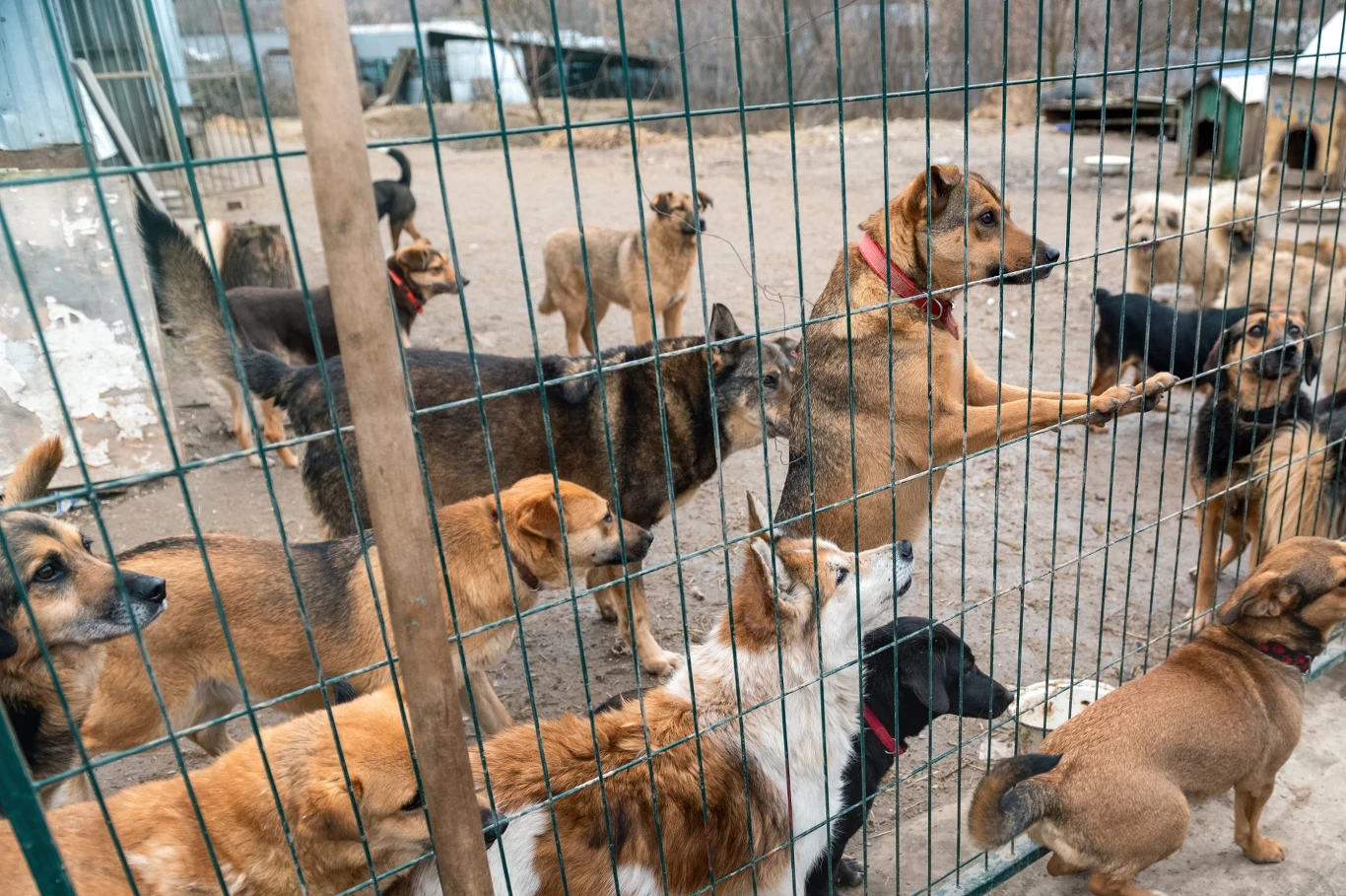 Kilka psów różnych ras i wielkości zgromadzonych za metalowym ogrodzeniem schroniska, niektóre opierają się łapami o siatkę, a w tle widoczne są budy oraz wybieg dla zwierząt.
