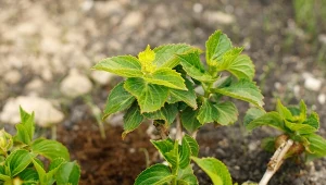 Jeden składnik, a jaki efekt. W nawożeniu hortensji pamiętaj o tej zasadzie