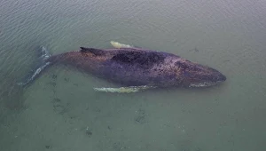 Humbak tkwi w Bałtyku od kilku tygodni. Jest coraz słabszy