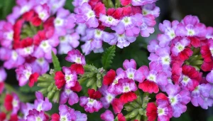 Zdetronizowała pelargonie. Kwitnie we wszystkich kolorach tęczy