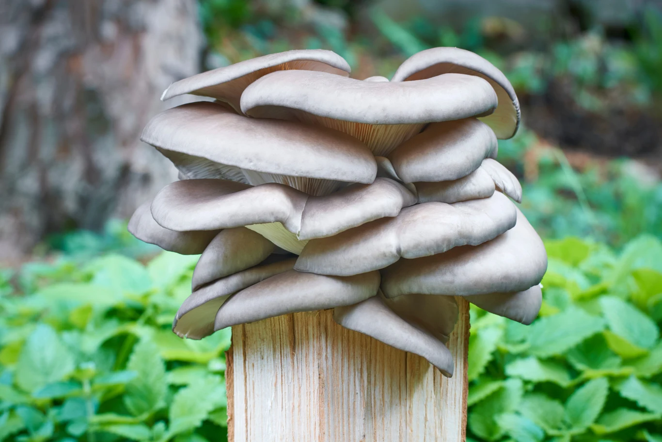 Grupa dużych boczniaków wyrastających gęsto na kawałku pionowego drewna, otoczona zielonymi liśćmi roślin w tle.