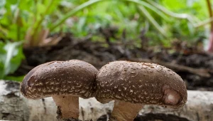 Uprawa grzybów shiitake na pniu nie jest trudna. Wystarczy znaleźć kawałek miejsca w ogrodzie.