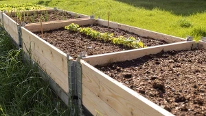 Gleba jak nowa po jednym zabiegu. Ocal swoje warzywa w donicach