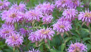 Pysznogłówka długo kwitnie i naturalnie odstrasza kleszcze.