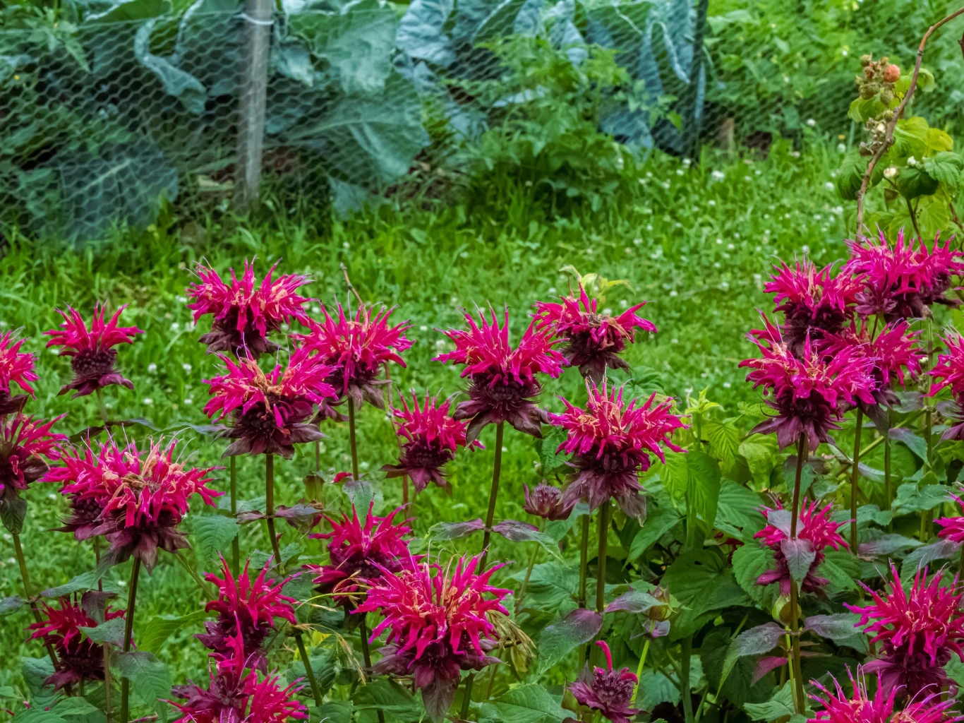 Pysznogłówkę posadzoną zbyt gęsto może porażać mączniak prawdziwy. intensywnie różowe kwiaty pysznogłówki na tle zieleni ogrodu, w oddali ogrodzenie z siatki i liście warzyw
