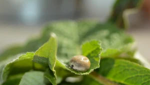 Kleszcze mają preferencje dotyczące grupy krwi