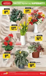 Bogactwo lady - POLOmarket